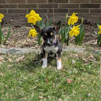 Chihuahua and Corgi Dogs Available for Adoption in Muskego, Wisconsin - Jade The Tiny Puppy | PetCurious