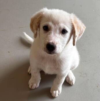 Cersei -  Great Pyrenees and Australian Shepherd Dog for Adoption in Rochester, New York - Cersei | PetCurious