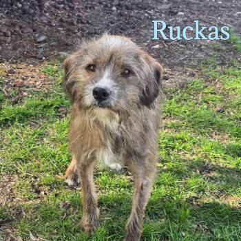 Mixed Breed Dogs Available for Adoption in Joliet, Illinois - Ruckus | PetCurious