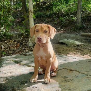Gracie -  Mixed Breed Dog for Adoption in Shelby, North Carolina - Gracie | PetCurious