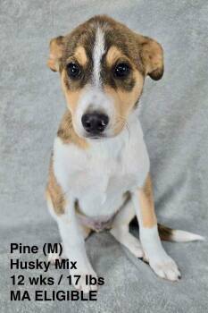 PINE -  Husky and Terrier Dog for Adoption in Pomfret, Connecticut - PINE | PetCurious
