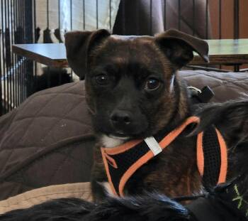Saber -  Miniature Pinscher and Patterdale Terrier Fell Terrier Dog for Adoption in Lake Forest, California - Saber | PetCurious