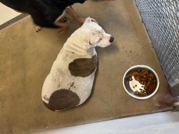 Pit Bull Terrier and Mixed Breed Dogs Available for Adoption in Belton, Texas - Jelly** | PetCurious