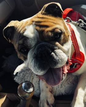 ATLAS -  English Bulldog Dog for Adoption in Camarillo, California - ATLAS | PetCurious