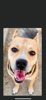 Oscar -  Mastiff and Rottweiler Dog for Adoption in New Haven, Connecticut - Oscar | PetCurious