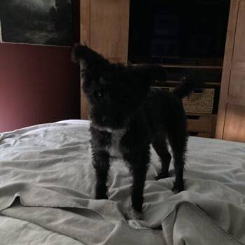 Tig/Heinz -  Miniature Schnauzer and Mixed Breed Dog for Adoption in Broken Arrow, Oklahoma - Tig/Heinz | PetCurious