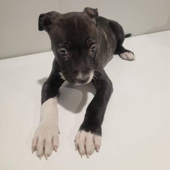 Pippy -  Terrier Dog for Adoption in Tampa, Florida - Pippy | PetCurious