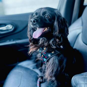 Spaniel Dogs Available for Adoption in Cupertino, California - NICO 2 Yrs 21 Lbs | PetCurious