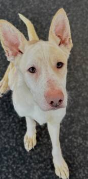 Rescue Yellow Labrador Retriever and Cattle Dog Dogs for Adoption in Belmont, New York - BOSCO | PetCurious