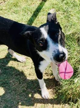Captain -  Border Collie and Mixed Breed Dog for Adoption in Temple, Texas - Captain | PetCurious