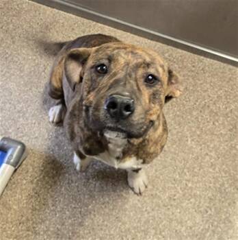 SMILES -  Pit Bull Terrier and Mixed Breed Dog for Adoption in Albuquerque, New Mexico - SMILES | PetCurious