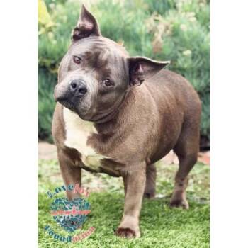 Pit Bull Terrier Dogs Available for Adoption - Xena MB | PetCurious