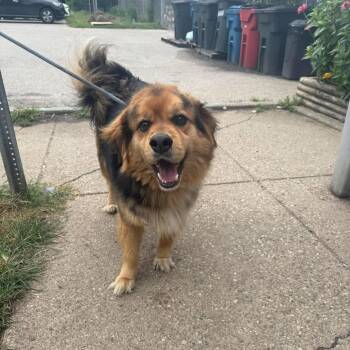 Dempsey - Stray Hold 9/29 -  Mixed Breed Dog for Adoption in Huntington, West Virginia - Dempsey - Stray Hold 9/29 | PetCurious