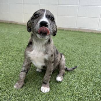 Catahoula Leopard Dog and Mixed Breed Dogs Available for Adoption - Juniper 3008 | PetCurious