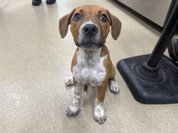 Pointer and Mixed Breed Dogs Available for Adoption in Grand Prairie, Texas - SHIRLEY TEMPLE | PetCurious