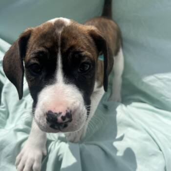Lucy -  Mixed Breed Dog for Adoption in Canal Winchester, Ohio - Lucy | PetCurious