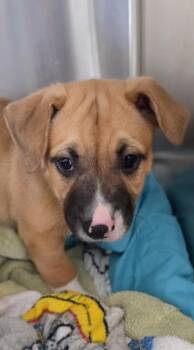 Terrier and Mixed Breed Dogs Available for Adoption in Honolulu, Hawaii - Nolen | PetCurious