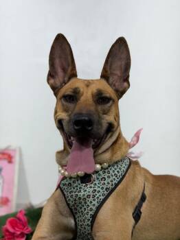 Canela-One of our Amazing Rescue Dogs -  Belgian Shepherd Malinois and German Pinscher Dog for Adoption in Carlsbad, California - Canela-One Of Our Amazing Rescue Dogs | PetCurious