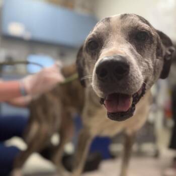 Cheetah Print aka Lily -  Mixed Breed Dog for Adoption in Charleston, West Virginia - Cheetah Print Aka Lily | PetCurious