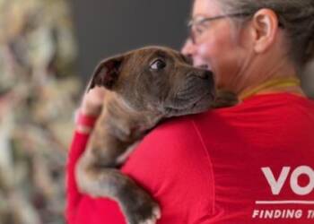 Mixed Breed Dogs Available for Adoption in West Chester, Pennsylvania - Rock-a-Dile Red- D349-26 | PetCurious