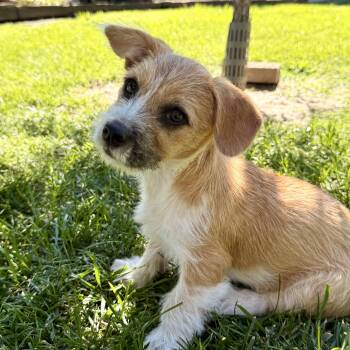 Apricot -  Norfolk Terrier and Corgi Dog for Adoption in Modesto, California - Apricot | PetCurious