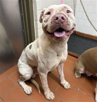 A886348 -  Pit Bull Terrier Dog for Adoption in Camarillo, California - A886348 | PetCurious
