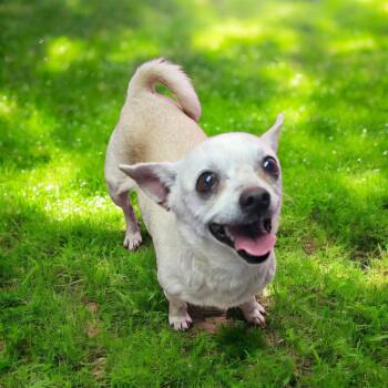 Chihuahua Dogs Available for Adoption in Chesnee, South Carolina - Delia | PetCurious