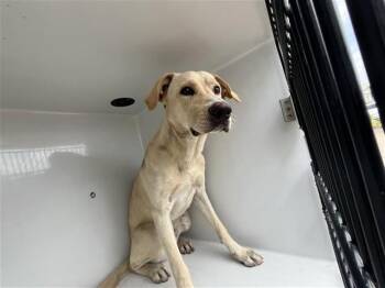 A659205 -  Labrador Retriever Dog for Adoption in Houston, Texas - A659205 | PetCurious