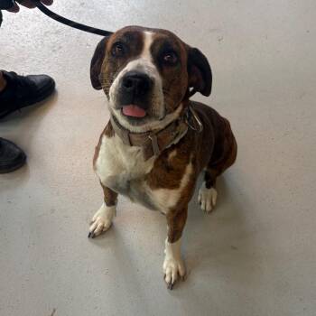 Mixed Breed Dogs Available for Adoption in Huntington, West Virginia - Dossie | PetCurious