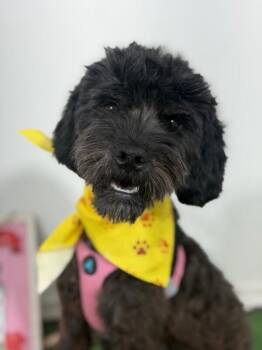 Moon-One of our Amazing Rescue Dogs -  Poodle and Schnauzer Dog for Adoption in Carlsbad, California - Moon-One Of Our Amazing Rescue Dogs | PetCurious
