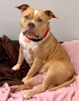 American Bulldog and Mixed Breed Dogs Available for Adoption in Dedham, Massachusetts - WINNIE | PetCurious