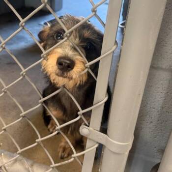 Dutton -  Terrier and Mixed Breed Dog for Adoption in Austin, Texas - Dutton | PetCurious