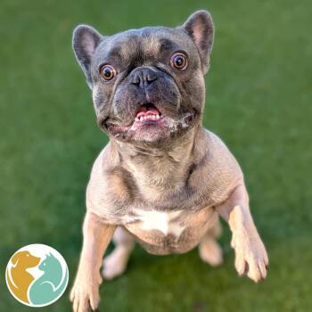 Biggy -  French Bulldog Dog for Adoption in Toledo, Ohio - Biggy | PetCurious