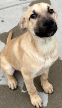Cornbread 2 -  Shepherd and Labrador Retriever Dog for Adoption in Fort Lupton, Colorado - Cornbread 2 | PetCurious