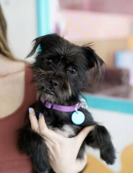 Buster -  Brussels Griffon and Terrier Dog for Adoption in Pasadena, California - Buster | PetCurious