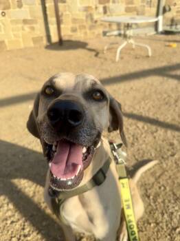 Black Mouth Cur Dogs Available for Adoption - Timmy  | PetCurious