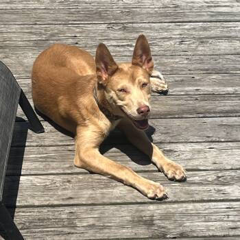 Rescue Australian Cattle Dog Blue Heeler and Carolina Dog Dogs for Adoption in Liverpool, Texas - Olive | PetCurious