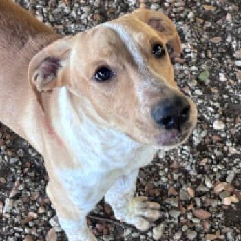 Rescue Beagle Dogs for Adoption in Dover, New Hampshire - Beazle *Available Soon* | PetCurious