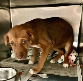 Betsy -  Mountain Cur Dog for Adoption in Parma, Ohio - Betsy | PetCurious