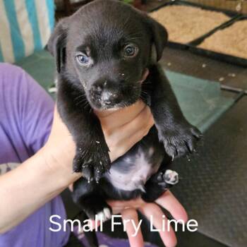 Small Fries -  Basset Hound and Mixed Breed Dog for Adoption in Fairfax Station, Virginia - Small Fries | PetCurious