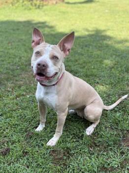 Didi -  Pit Bull Terrier Dog for Adoption in Hazlet, New Jersey - Didi | PetCurious