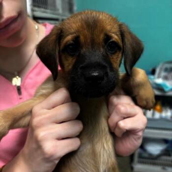 Mixed Breed Dogs Available for Adoption - Dolcce | PetCurious