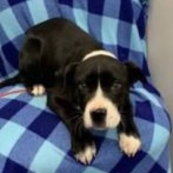 American Staffordshire Terrier Dogs Available for Adoption - Ash | PetCurious