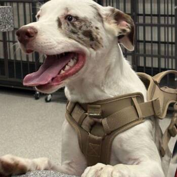 Cash -  Australian Shepherd and Pit Bull Terrier Dog for Adoption in Lake Havasu City, Arizona - Cash | PetCurious