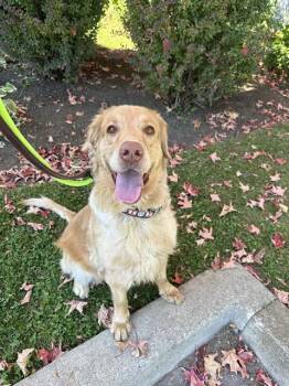 Rescue Golden Retriever and Nova Scotia Duck Tolling Retriever Dogs for Adoption in Vaughan, Ontario - POTATO | PetCurious