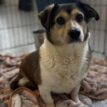 Cardigan Welsh Corgi Dogs Available for Adoption - Christopher | PetCurious