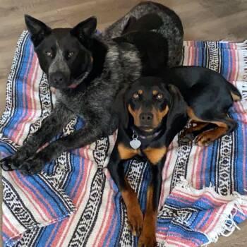 Black And Tan Coonhound Dogs Available for Adoption - May | PetCurious