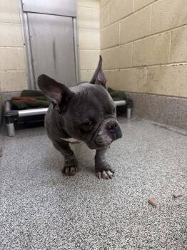 American Bulldog Dogs Available for Adoption - Eeyore | PetCurious