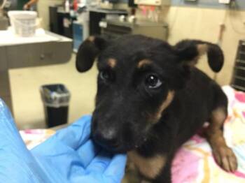 PRINGLES -  German Shepherd Dog Dog for Adoption in Riverside, California - PRINGLES | PetCurious