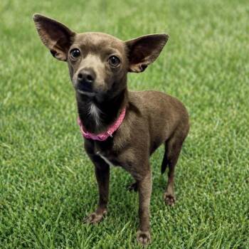 Chihuahua Dogs Available for Adoption in Cedar Park, Texas - Chalupa | PetCurious